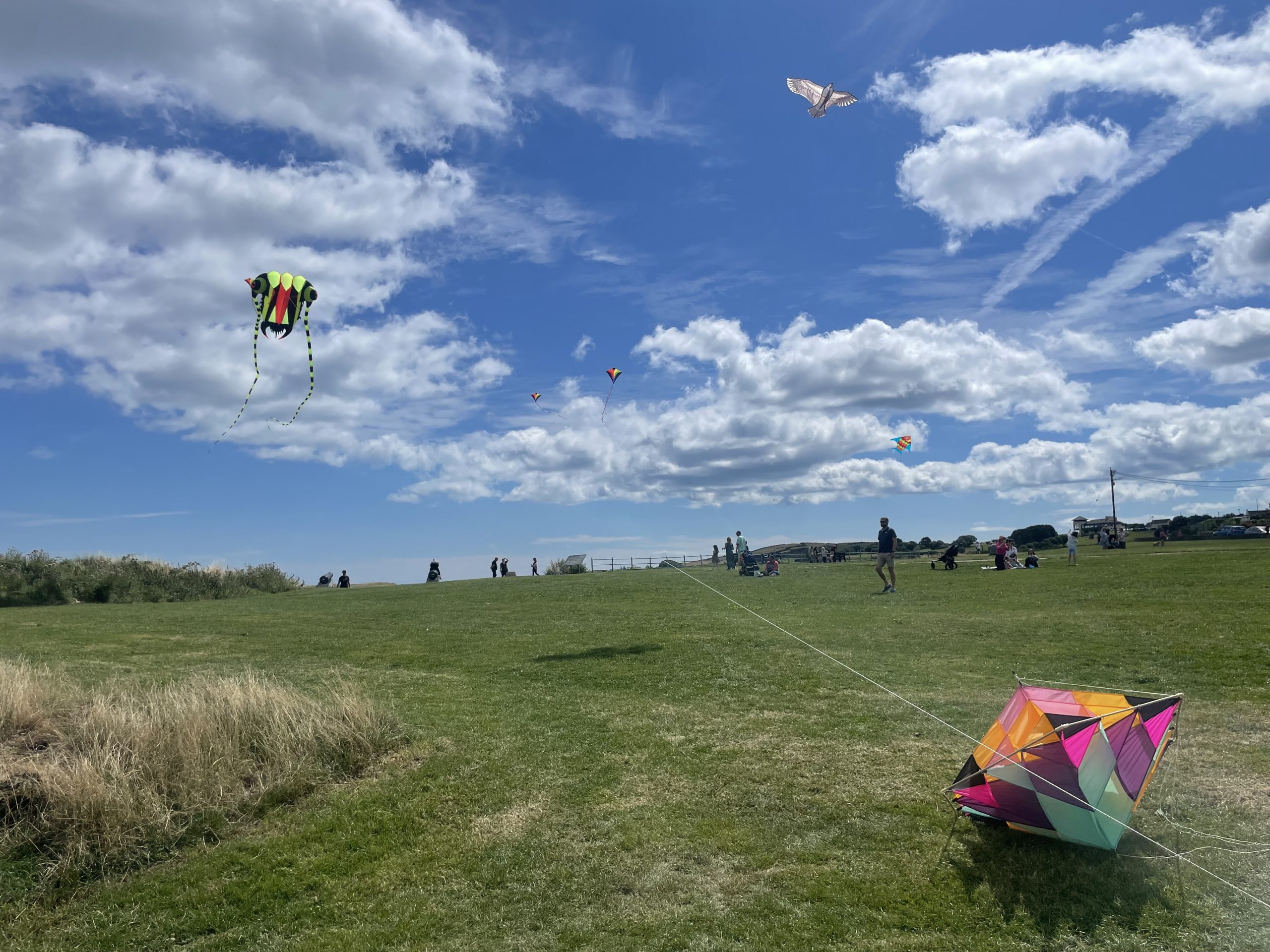 wicklow regatta kites